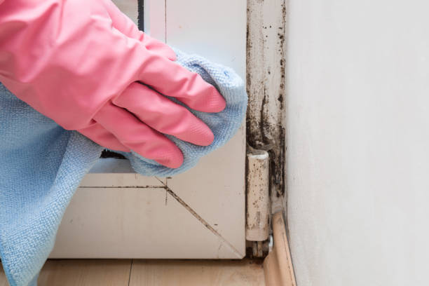 Best Mold Odor Removal Services  in West Fork, AR